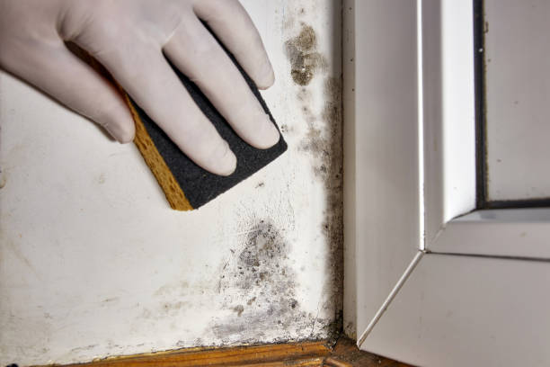 Professional Mold Removal in Waunakee, WI